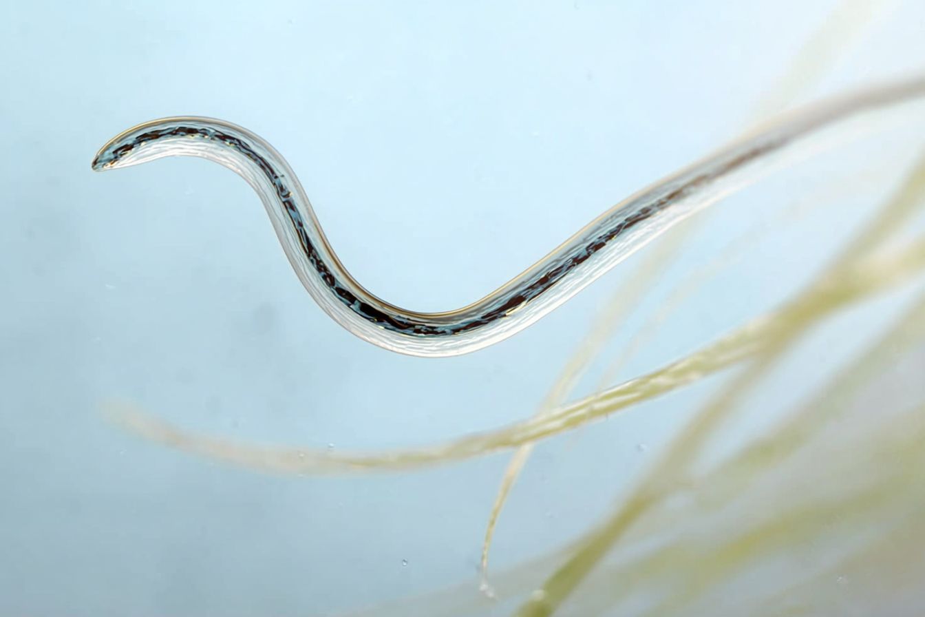 Nematode